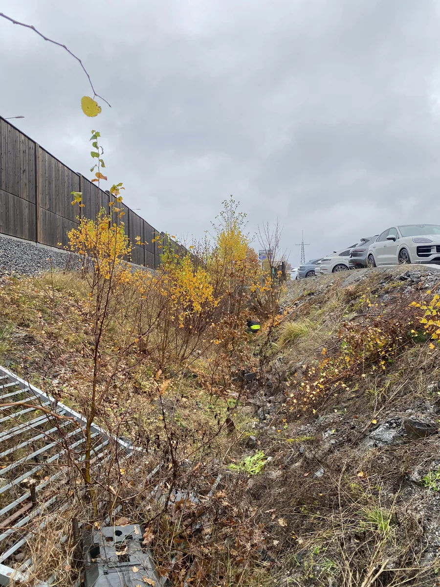 Före röjning